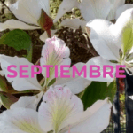 SEPTIEMBRE