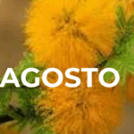 AGOSTO