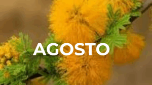 AGOSTO