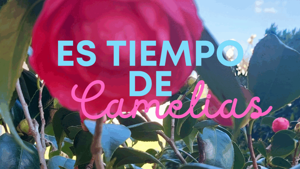 Camelias (1)