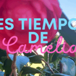 Camelias (1)
